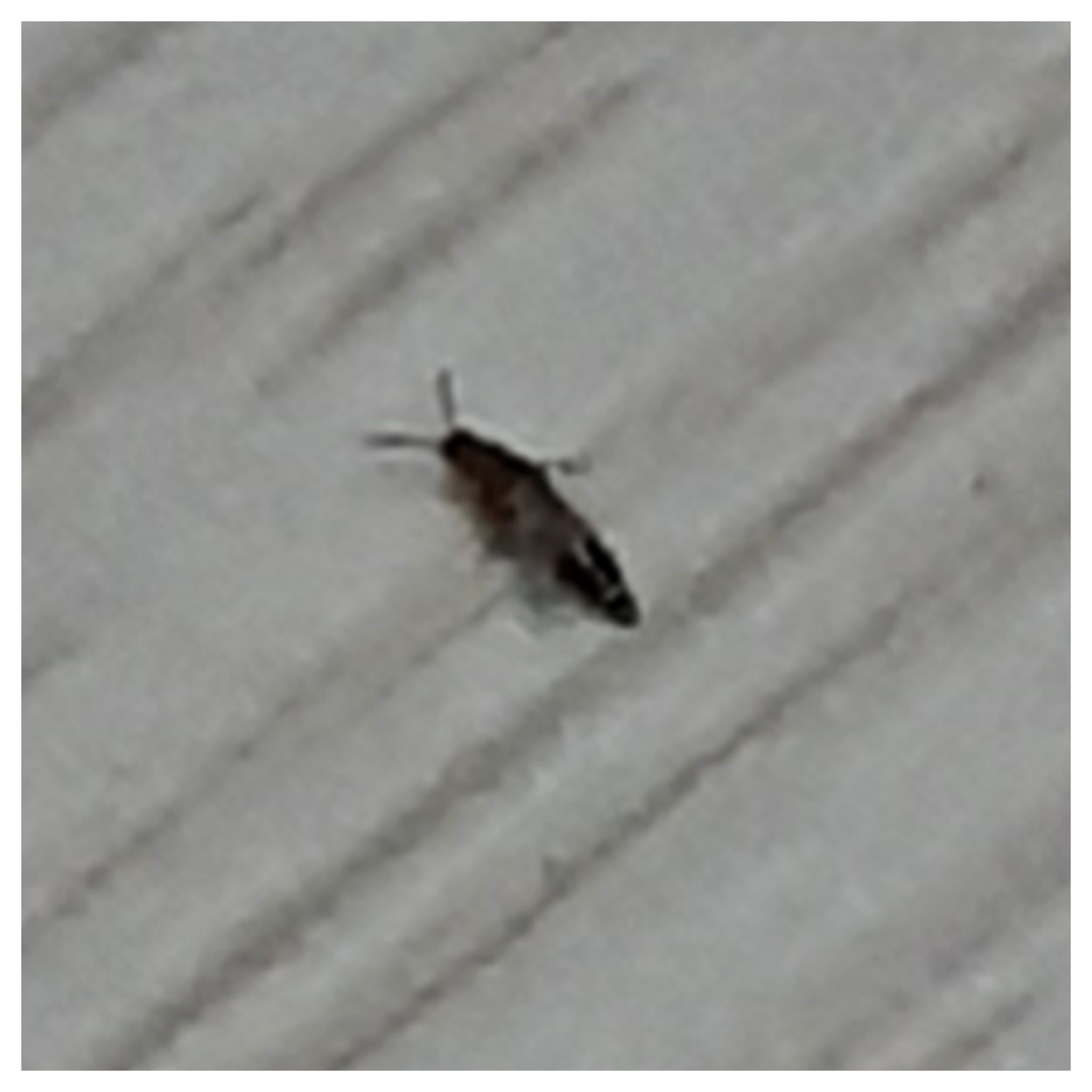 한마리 바퀴벌레 집 에 “바퀴벌레는 자신의